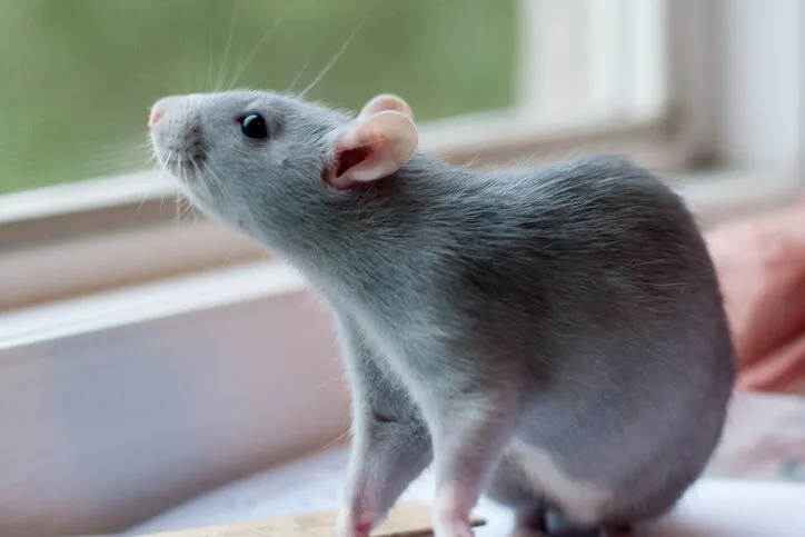 beautiful blue rat sitting near the window in the room