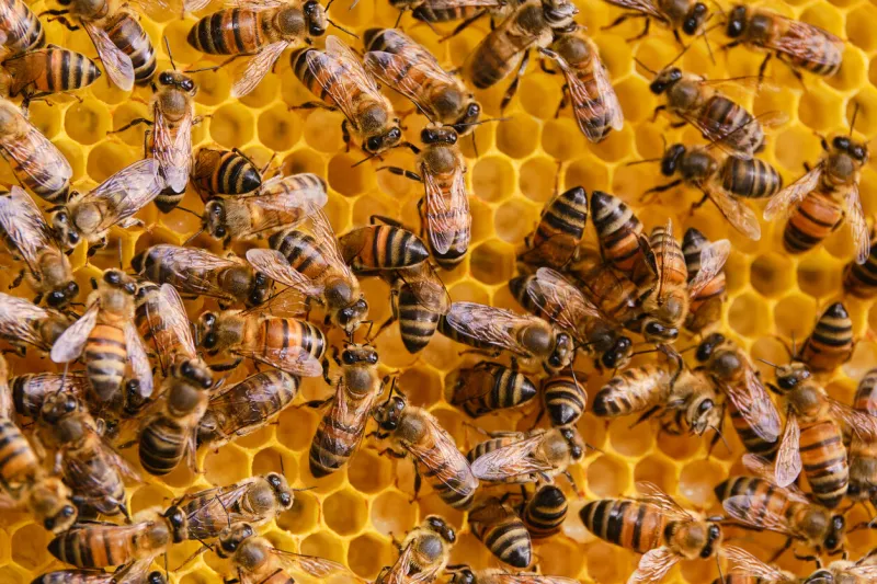 close-up of bees on yellow beeswax board