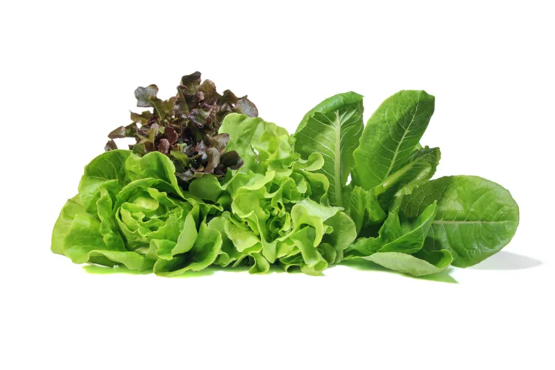 fresh romaine lettuce , cos lettuce, red and green oakleaf lettuce vegetable salad isolated on white background
