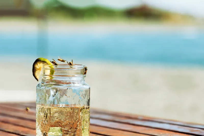 close-up of drink with wasps on table at beach annoying wasps ruining vacation paradise - summertime problems