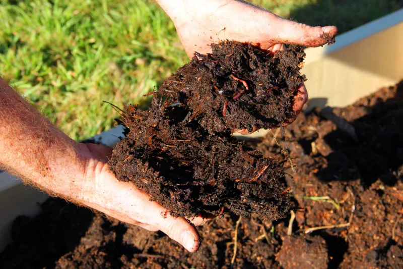 horse manure compost and worms in hands