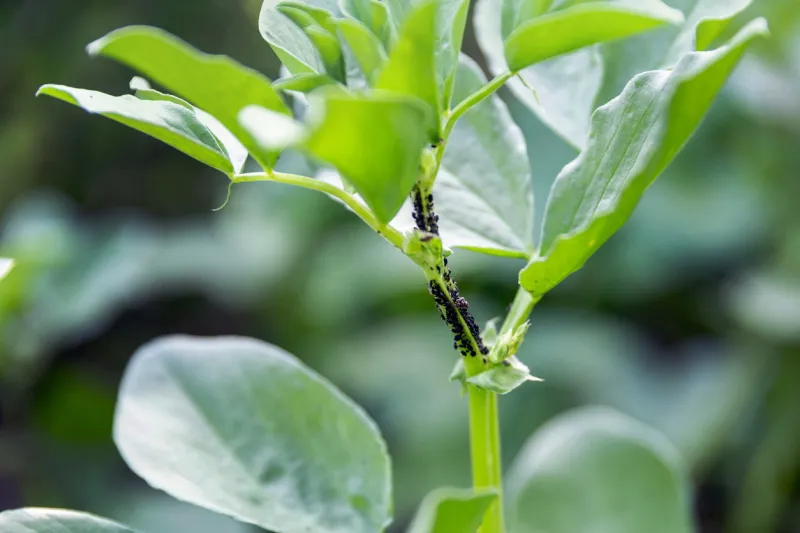 colony of black aphids on the stem of a plant pest in garden