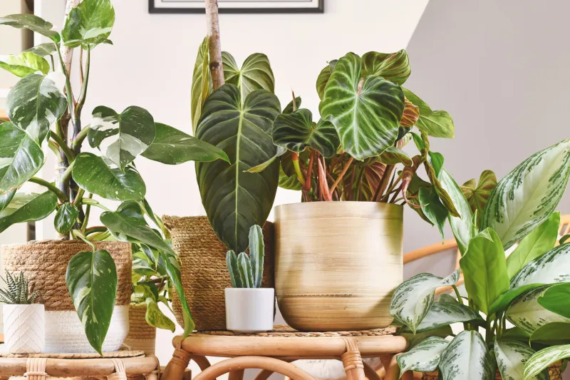 urban jungle with different tropical houseplants in flower pots on wooden tables