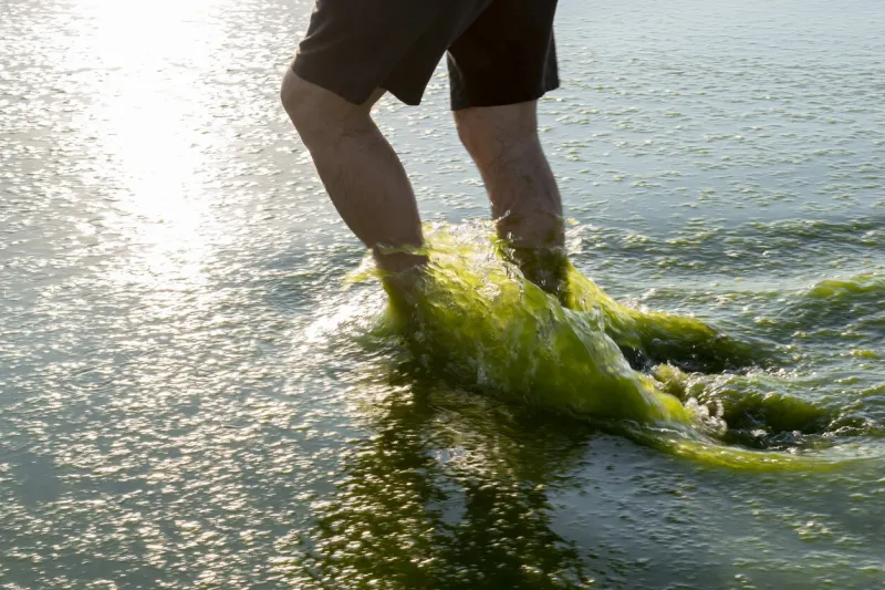 algae sea pollution male feet walk in muddy green water with seaweed floating in it danger to tourist from harmful toxic green algae background, copy space
