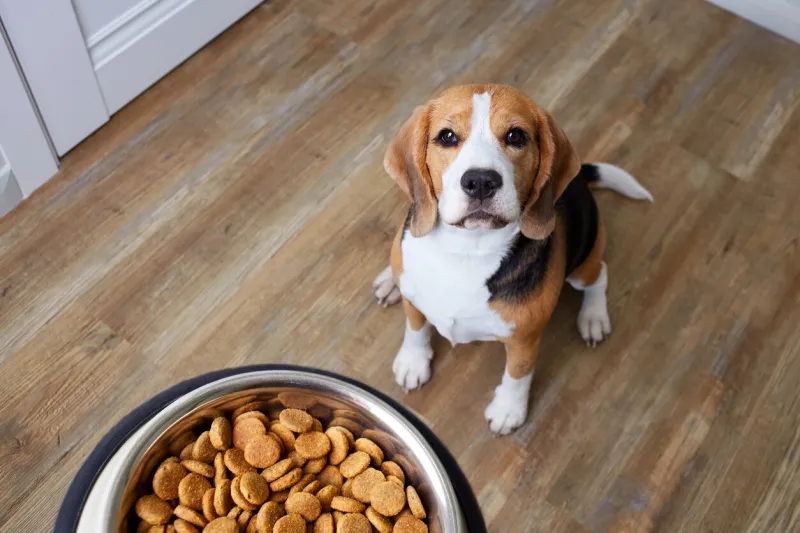 a beagle dog sits on the floor and looks at a bowl of dry food waiting for feeding top view