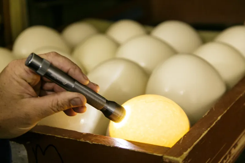 white ostrich eggs in hatchery hand with flashlight on one egg