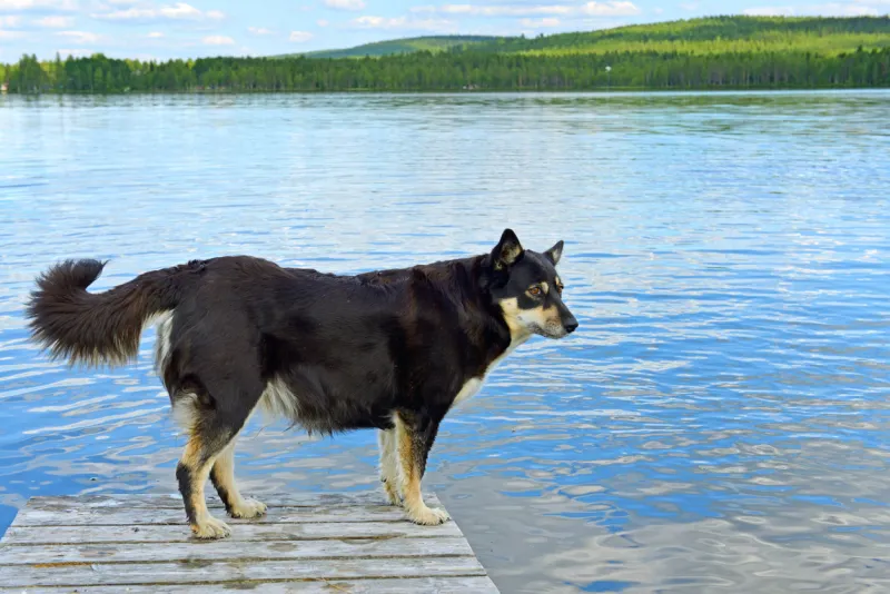 lapponian herder (lapinporokoira or lapp reindeer dog or lapsk vallhund) against blue lake finnish lapland