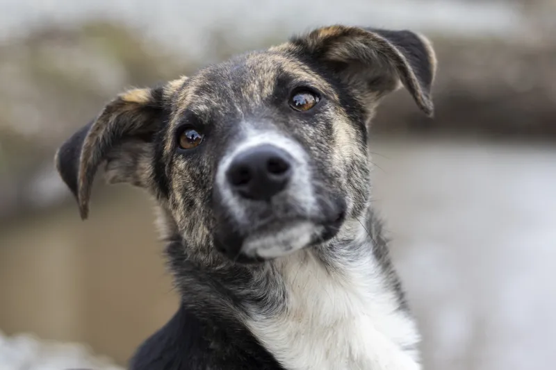 close-up portrait of a stray mongrel dog