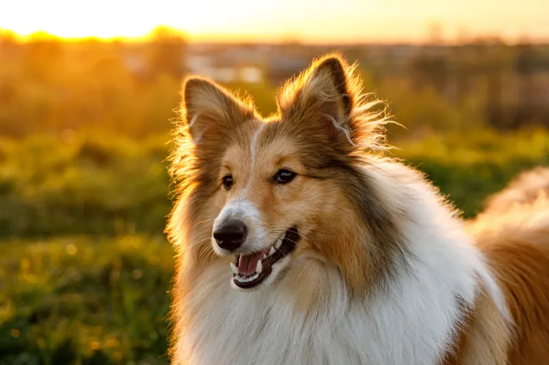 portrait of happy sheltie in the park
