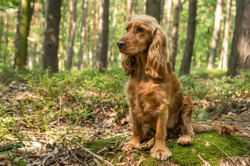 english cocker spaniel dog is sitting in the forest