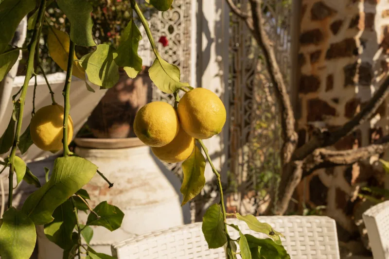 zitronen auf dem baum