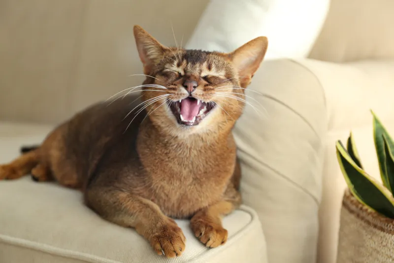 beautiful abyssinian cat on sofa at home lovely pet