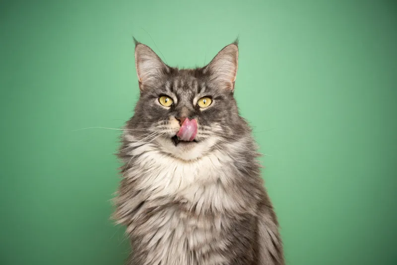 hungry blue tabby maine coon cat with yellow eyes licking lips portrait on green background with copy space