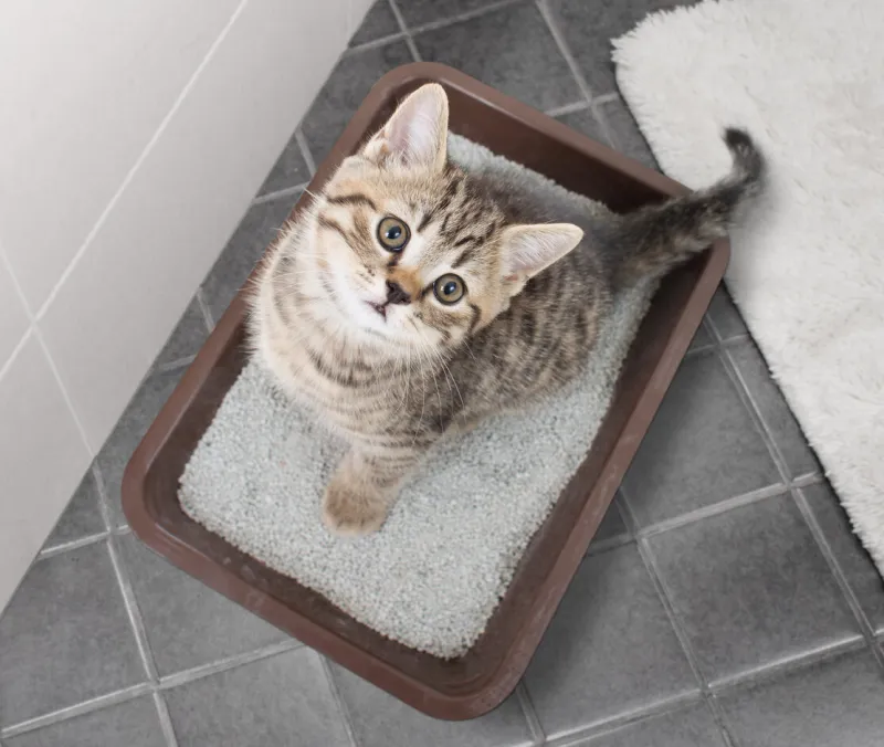 cat top view sitting in litter box on bathroom floor