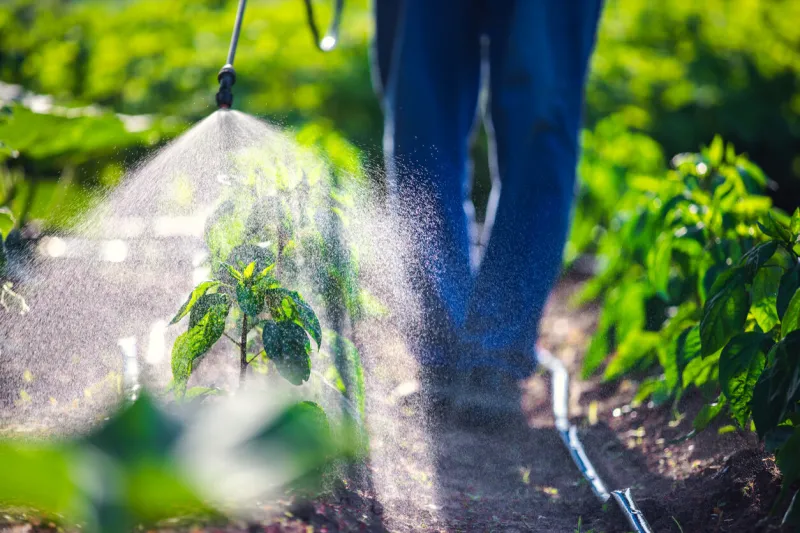 farmer spraying vegetable green plants in the garden with herbicides, pesticides or insecticides