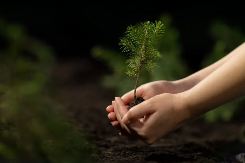 young woman planting spruce tree