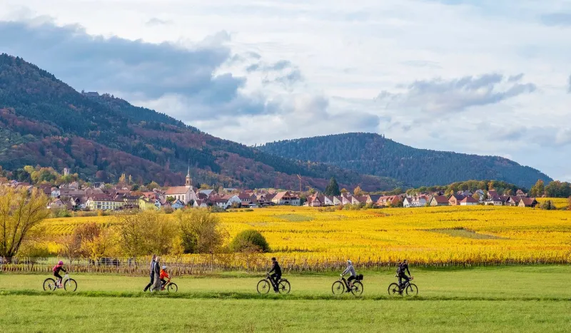 barr, france - october 30, 2020  people enjoying bike rides along the golden vineyards of alsace