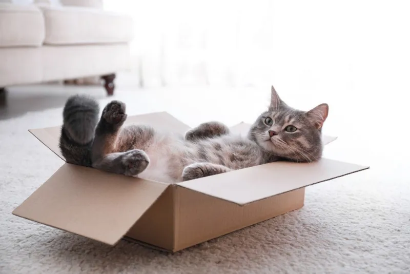 cute grey tabby cat in cardboard box on floor at home
