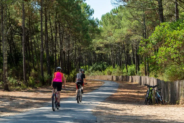 arcachon basin  bike path in the forest of biscay