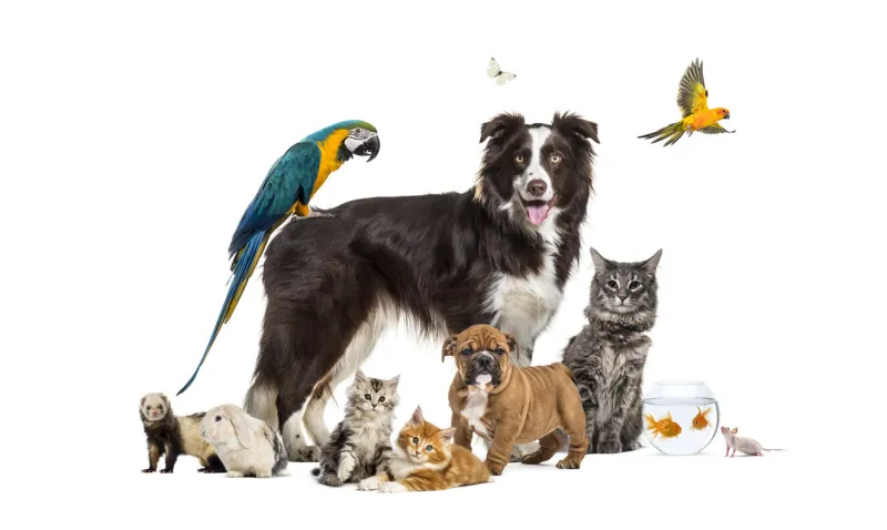 group of pets posing around a border collie, dog, cat, ferret, rabbit, bird, fish, rodent
