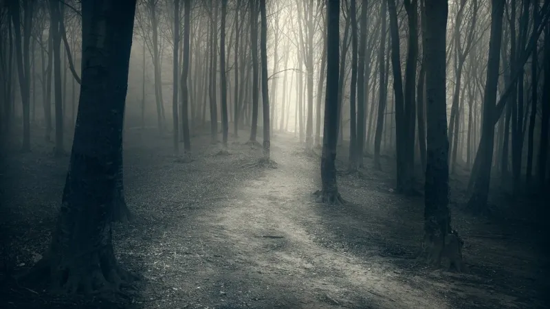 dark forest with trail in the fog