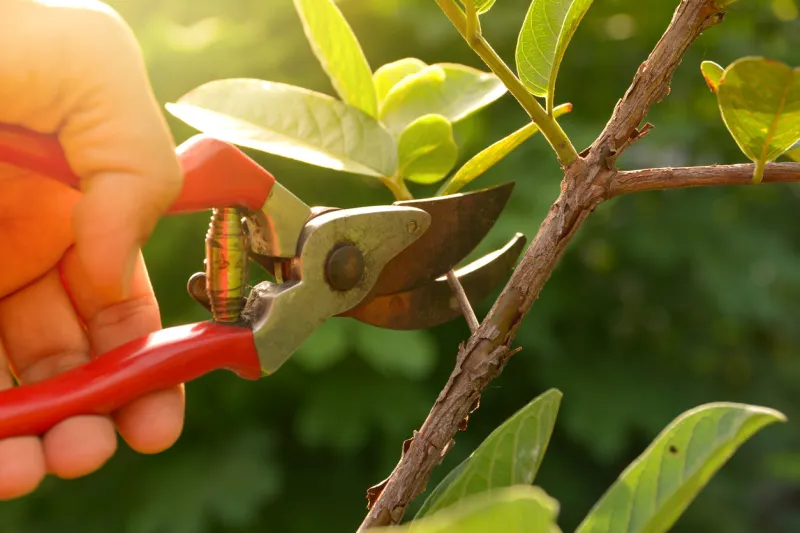 gardener pruning trees with pruning shears on nature background