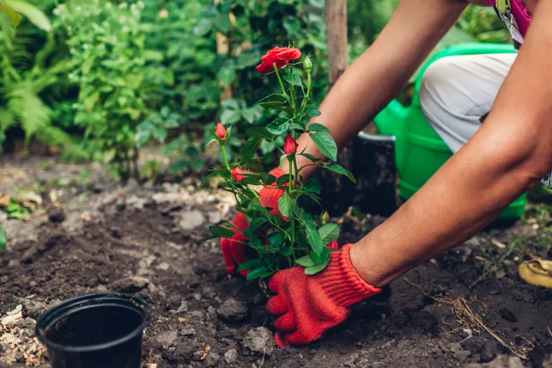 woman gardener transplanting roses flowers from pot into wet soil after watering it with watering can summer garden work