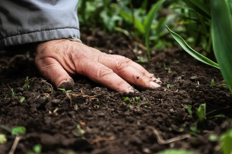 a female old hand on soil-earth close-up concept of old age-youth, life, health, nature