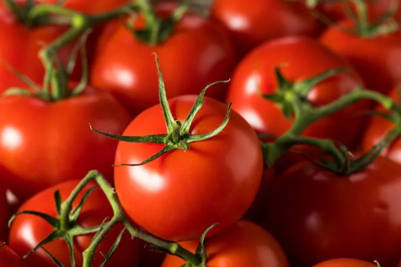 raw organic vine ripe red tomatoes in a bunch