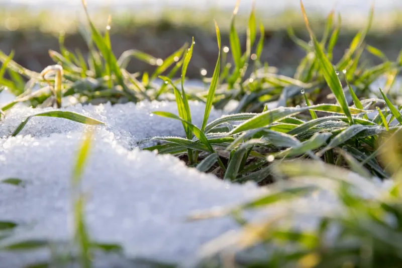snow-covered green wheat sprouts, winter wheat during snowmelt during thaw