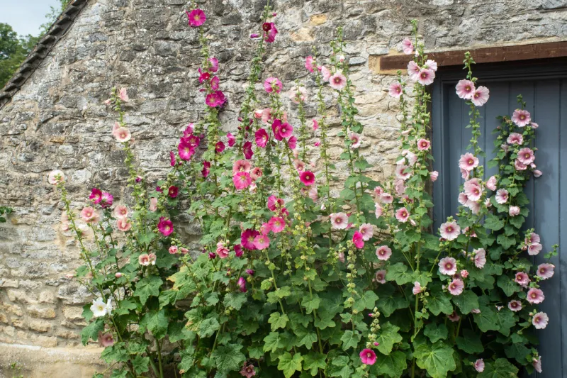hollyhocks at front of traditional stone wall