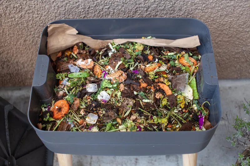 a close up view of worms put into a new feeding tray with fresh food and bedding material in an outdoor vermicomposter worm composter are a perfect solution in an apartment to process food waste