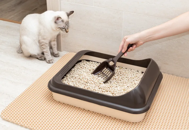 female hand cleaning cat litter box with shovel at home cleanliness and hygiene concept