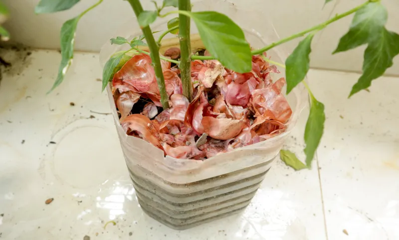 onion shell used as fertilizer for tree to grow moreonion shell used as fertilizer for tree to grow more