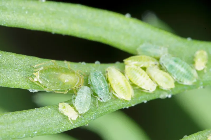 collony of willow carrot aphid (cavariella aegopodii ) on young dill plants these are common plant pests