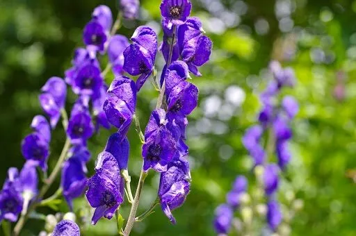 common monkshood or aconitum napellus flower