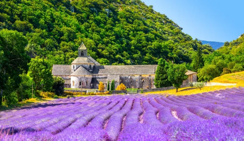 senanque abbey gordes provence lavender fields notre-dame de senanque, blooming purple-blue lavender fields luberon france europe high quality photo