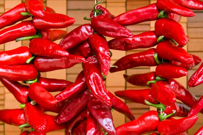 espelette peppers drying