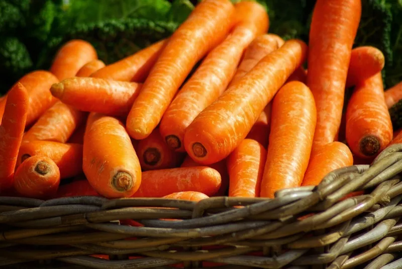 carrots are biennial plants that store large amounts of carbohydrates