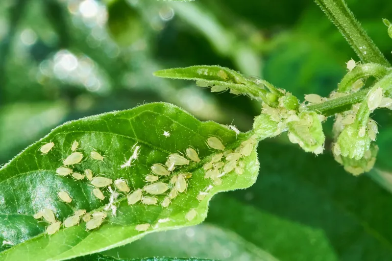 small aphid on a green leaf in the open air