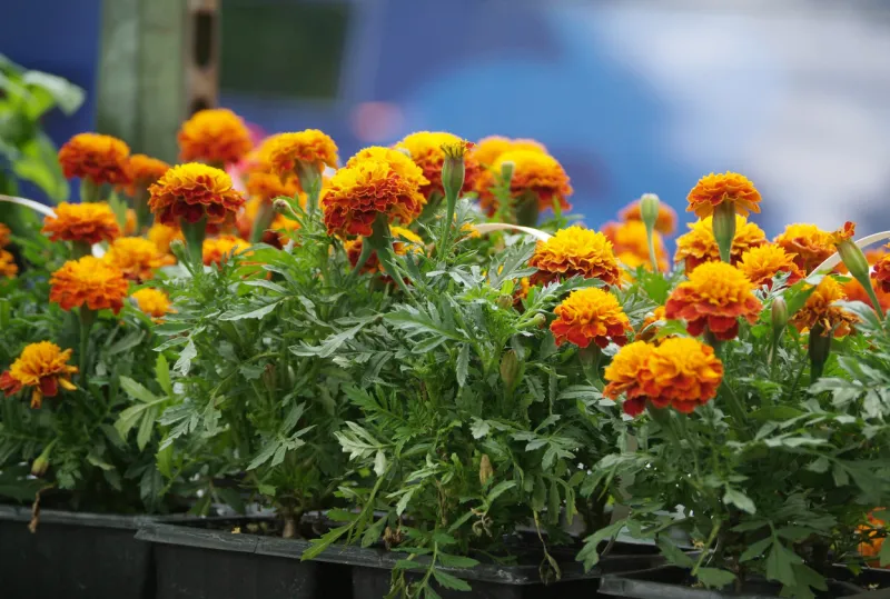 photo of lovely marigolds in a gardening market