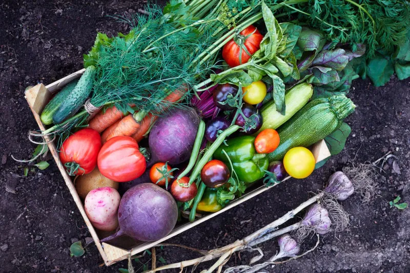 mix of ripe fresh organic vegetable in the wooden box on the soil