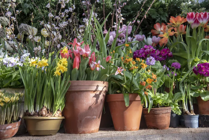 a lot of spring bright flowers in clay pots stand in a row