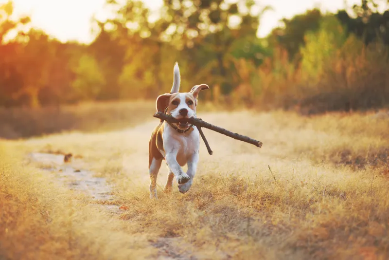 happy beagle dog with stick in mouth running against beautiful nature background sunset scene colors
