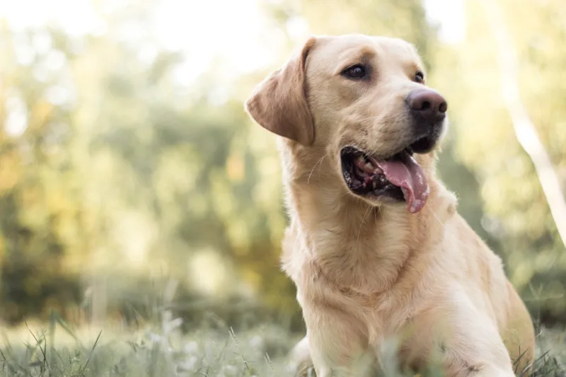 smiling labrador dog playing in the public park