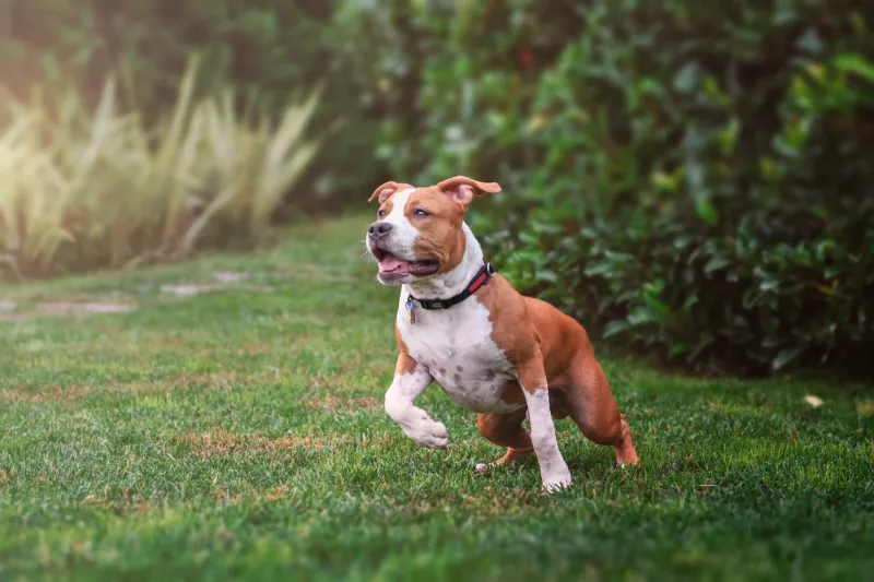 american staffordshire terrier playing