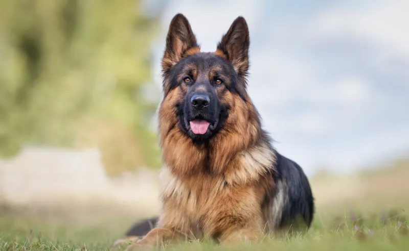 healthy purebred dog photographed outdoors in the nature on a sunny day