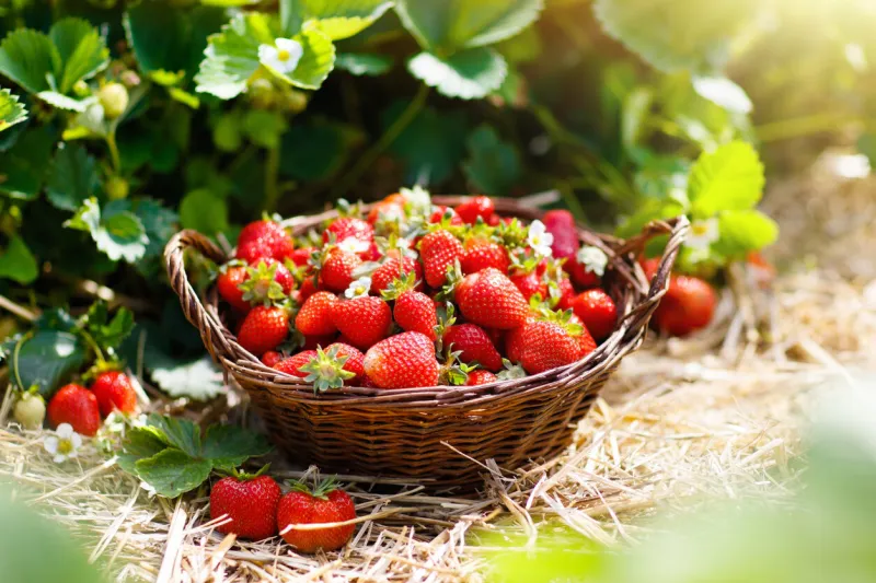 strawberry field on fruit farm fresh ripe organic strawberry in white basket next to strawberries bed on pick your own berry plantation