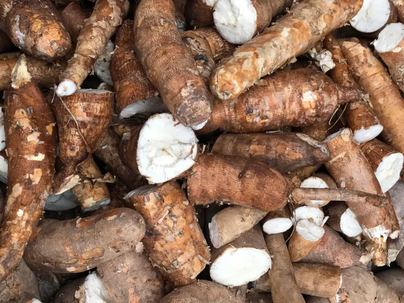 pile of fresh cassava or tapioca root for starch production industry