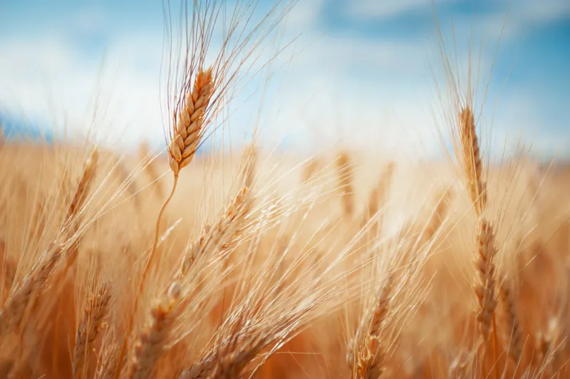 ripe ears of wheat in a field against the blue sky selective focus provence, france summer nature background